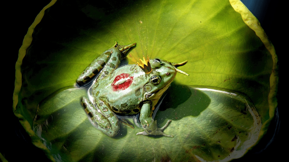 Frog with lipstick kiss